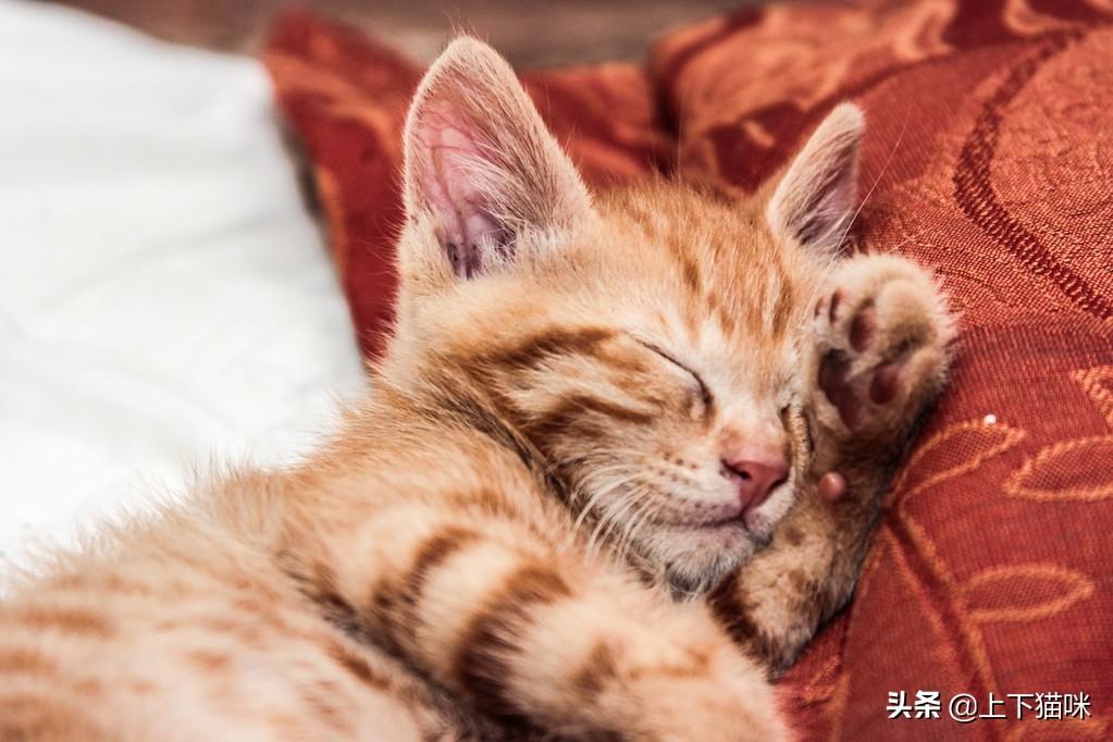 猫不刷牙真的会口臭吗？