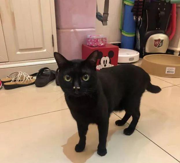 猫咪为什么总在地上拉屎？新手必看解决攻略