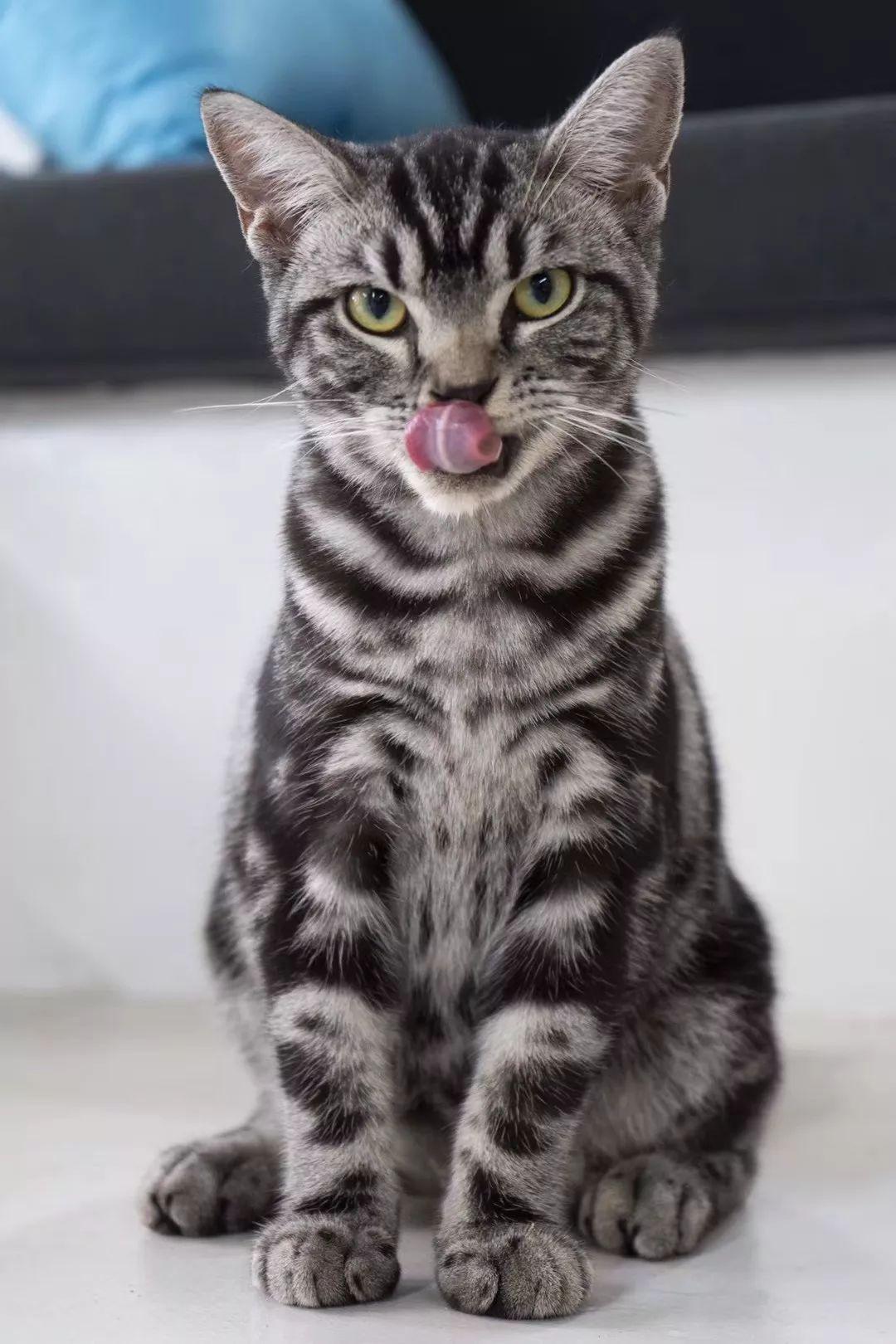 猫咪体温38度是发烧了吗？