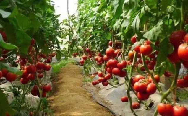 猫咪眼睑外翻真的会失明吗？