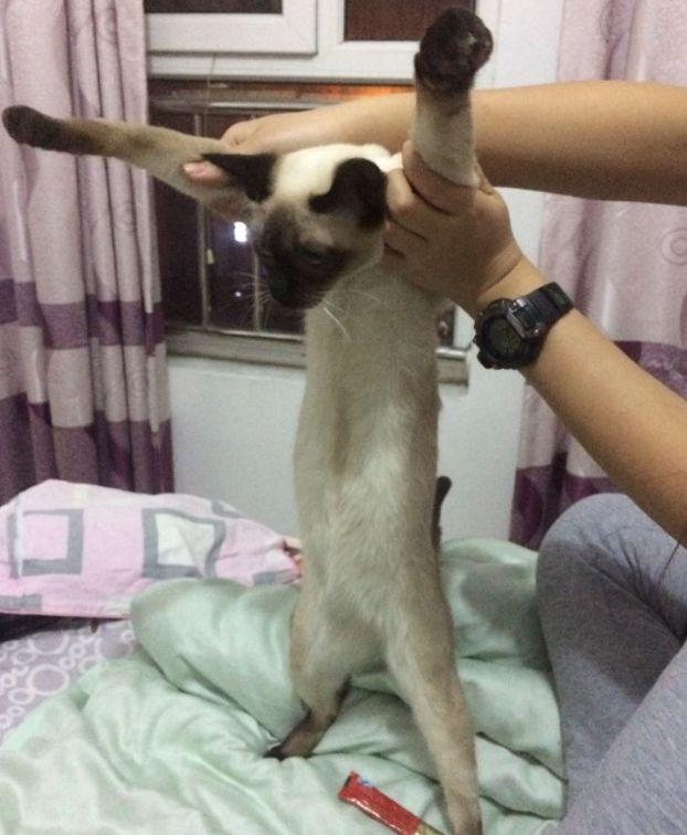 为什么你家猫总在厕所门口暗中观察？