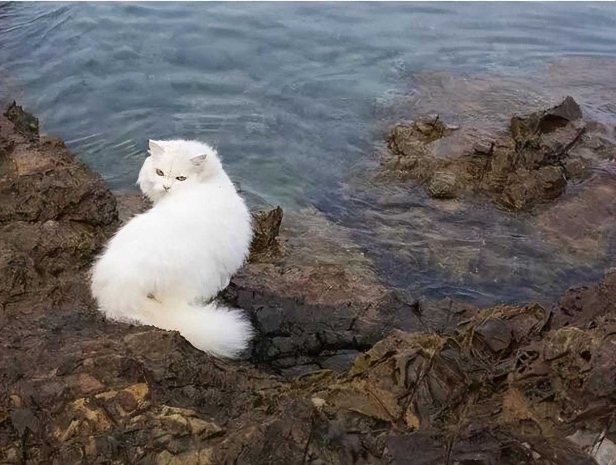猫咪的胡子剪了会怎样?新手必看的养猫误区 猫咪的胡子剪了会怎样?新手必看的养猫误区