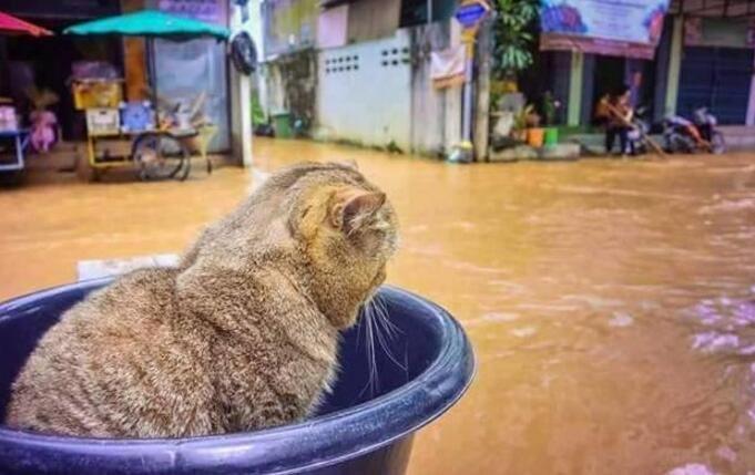 如何把自家猫主子变成搞笑表情包？