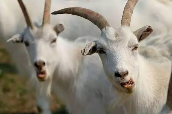 属羊的女人真的命苦吗？