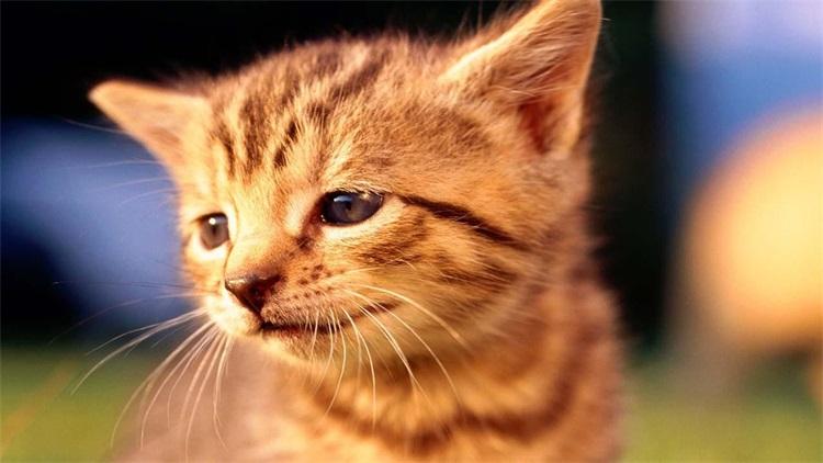 维拉斯新手怎么玩才不会走弯路? 维拉斯新手怎么玩才不会走弯路?