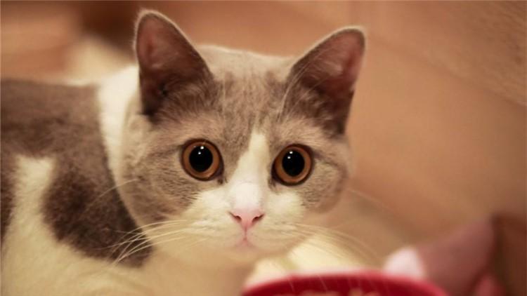 猫咪半夜嚎叫不停？这7招让它秒变安静美男子！