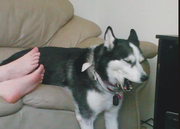 你家猫咪总玩失踪？这份生存指南能救你狗命！