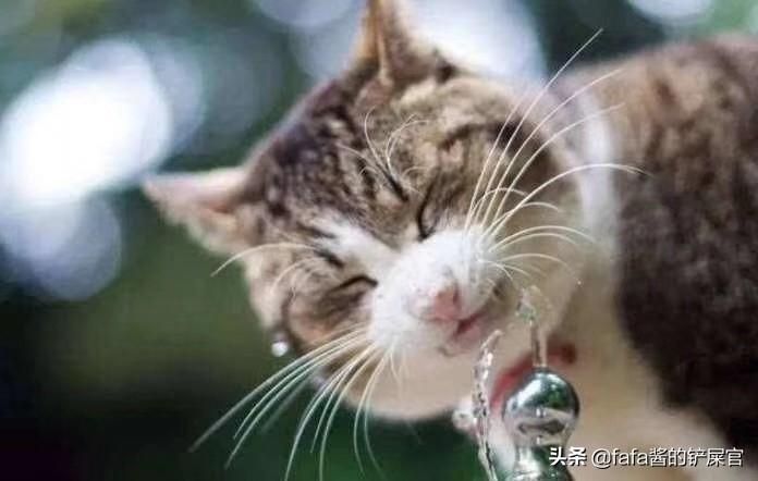 猫咪吃猫砂？新手必须知道的8个真相