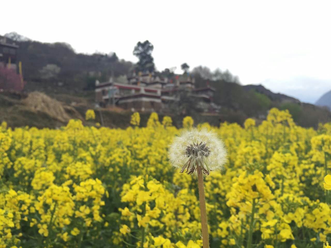 还不知道花呗当面花怎么用二维码套现?实用攻略和要点快了解 还不知道花呗当面花怎么用二维码套现?实用攻略和要点快了解