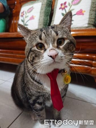 猫咪为什么整晚喵喵叫？