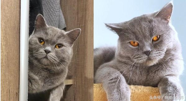 你还在用普通表情包和猫咪互动？这些符号能让你的聊天记录萌翻全场！