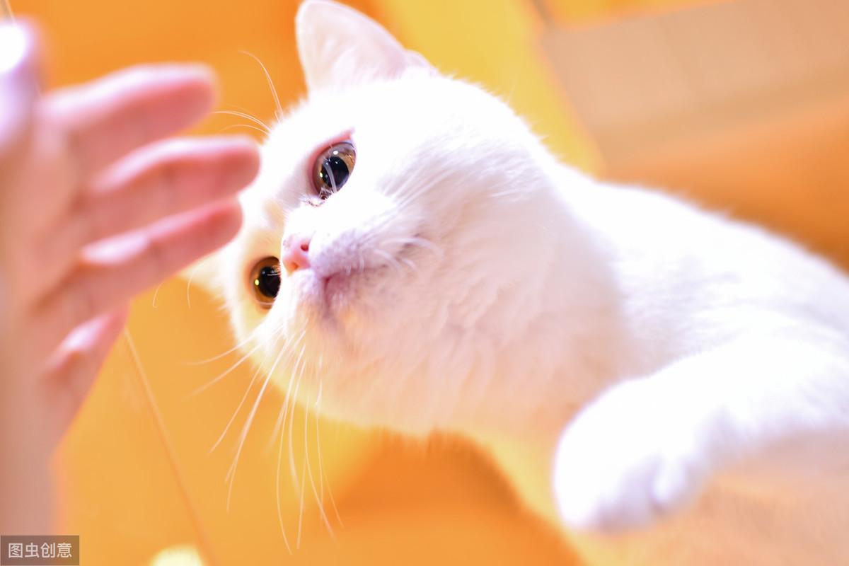 为什么我家猫一听到吹风机就疯狂逃窜？