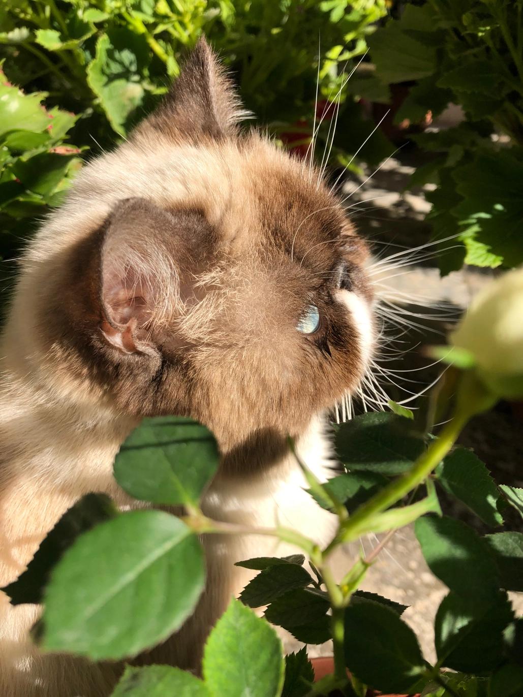 东京奥运会中国队到底排第几？这份攻略让你秒懂奖牌榜