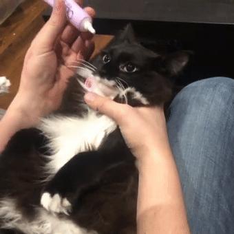 你家猫主子为啥总对你翻白眼？