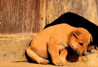 梦见教授是什么意思？不同人群的吉凶预兆与破解方法全解析