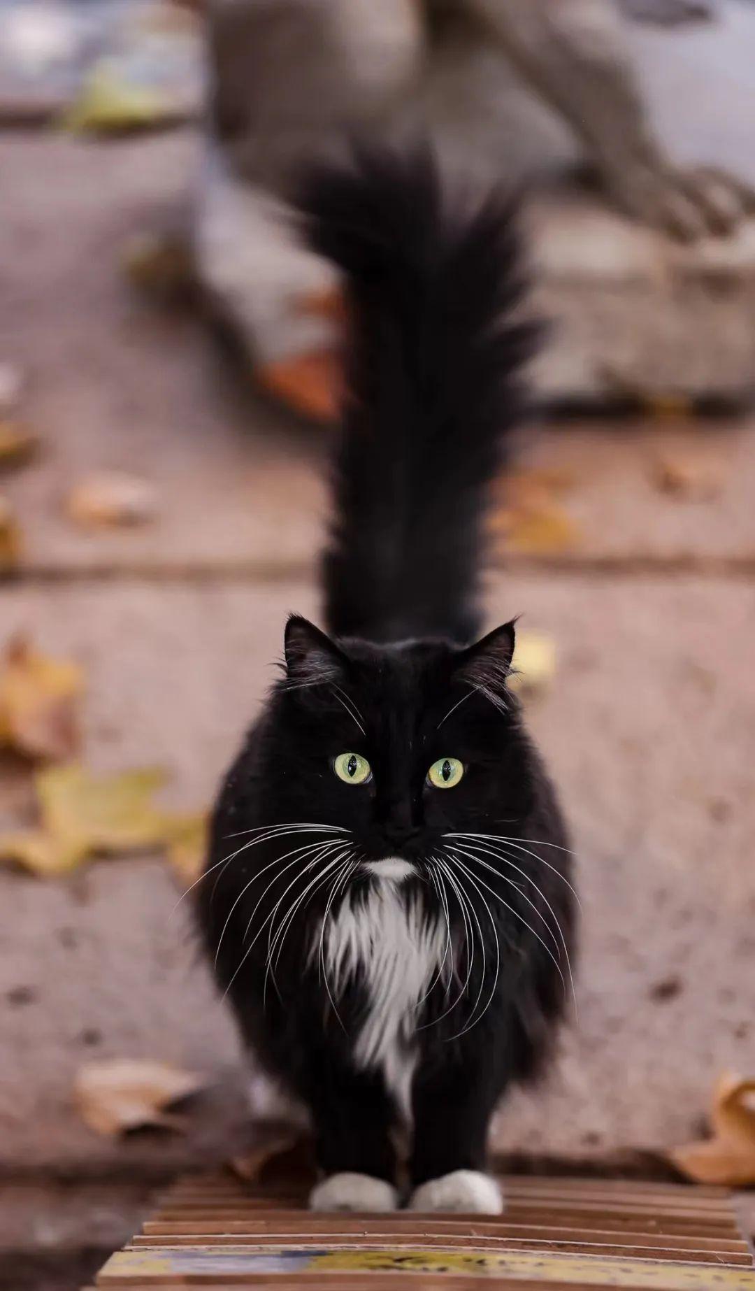 为什么猫咪的瞳孔能变成不同形状？