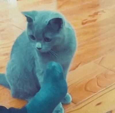 新版猫咪视频隐藏了多少你还没发现的玩法? 新版猫咪视频隐藏了多少你还没发现的玩法?