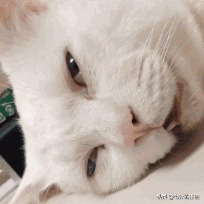 蚊香真的会让猫主子中毒吗? 蚊香真的会让猫主子中毒吗?