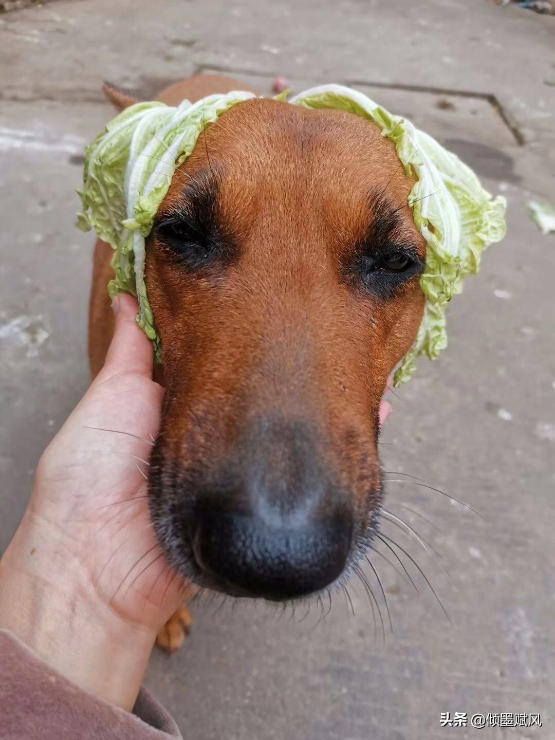 给猫主子起名比找对象还难？