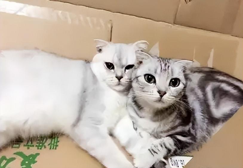 主子疯狂掉毛真是猫粮惹的祸？