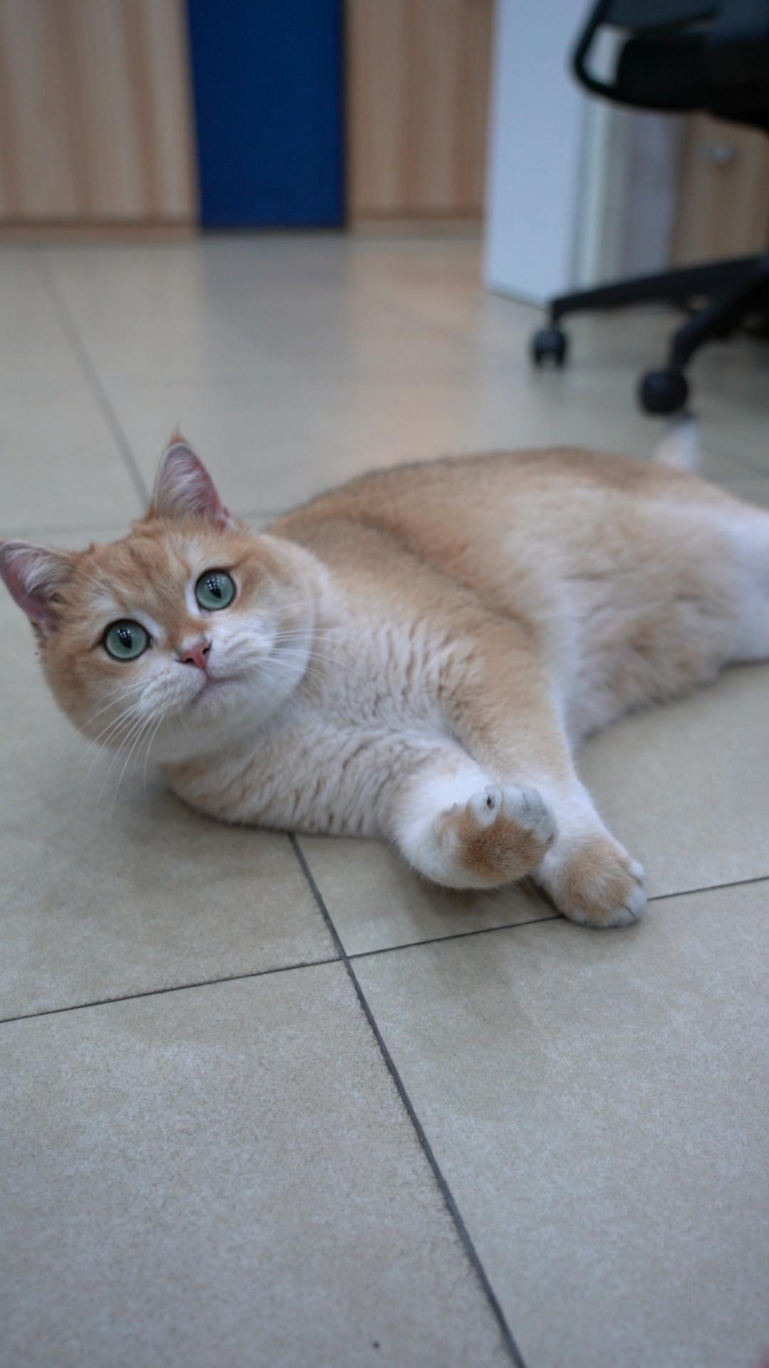 第一次养猫需要准备哪些救命知识？