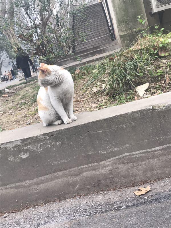 猫咪耳朵发霉了还能撸吗？