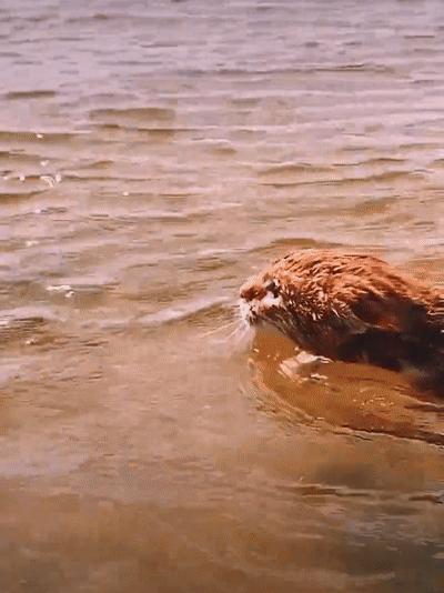 长安之星6363b4y真是新手入门神车吗？