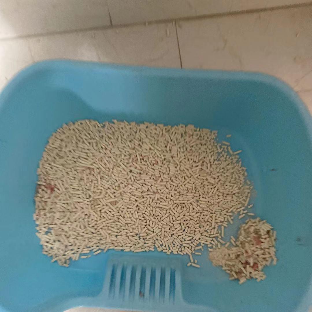 猫咪尿血可能是结石作祟？铲屎官该如何应对？