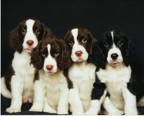 养公猫真的会得前列腺炎吗? 养公猫真的会得前列腺炎吗?