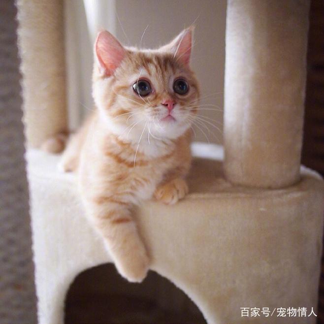 猫咪半夜嚎叫是为啥?铲屎官该咋整? 猫咪半夜嚎叫是为啥?铲屎官该咋整?