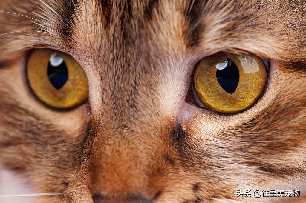 不会养猫的人靠想象能获得真实快乐吗? 不会养猫的人靠想象能获得真实快乐吗?