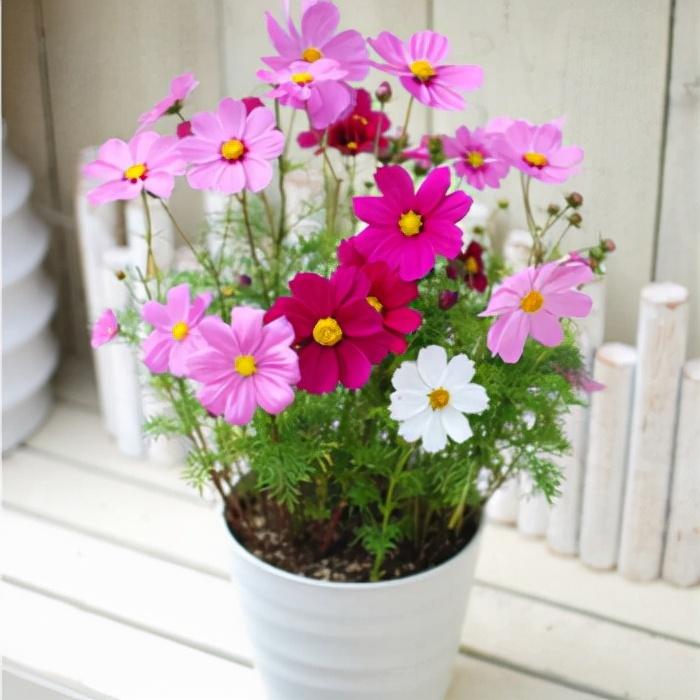 雪佛兰大黄蜂跑车报价多少？新手入手要注意哪些坑？