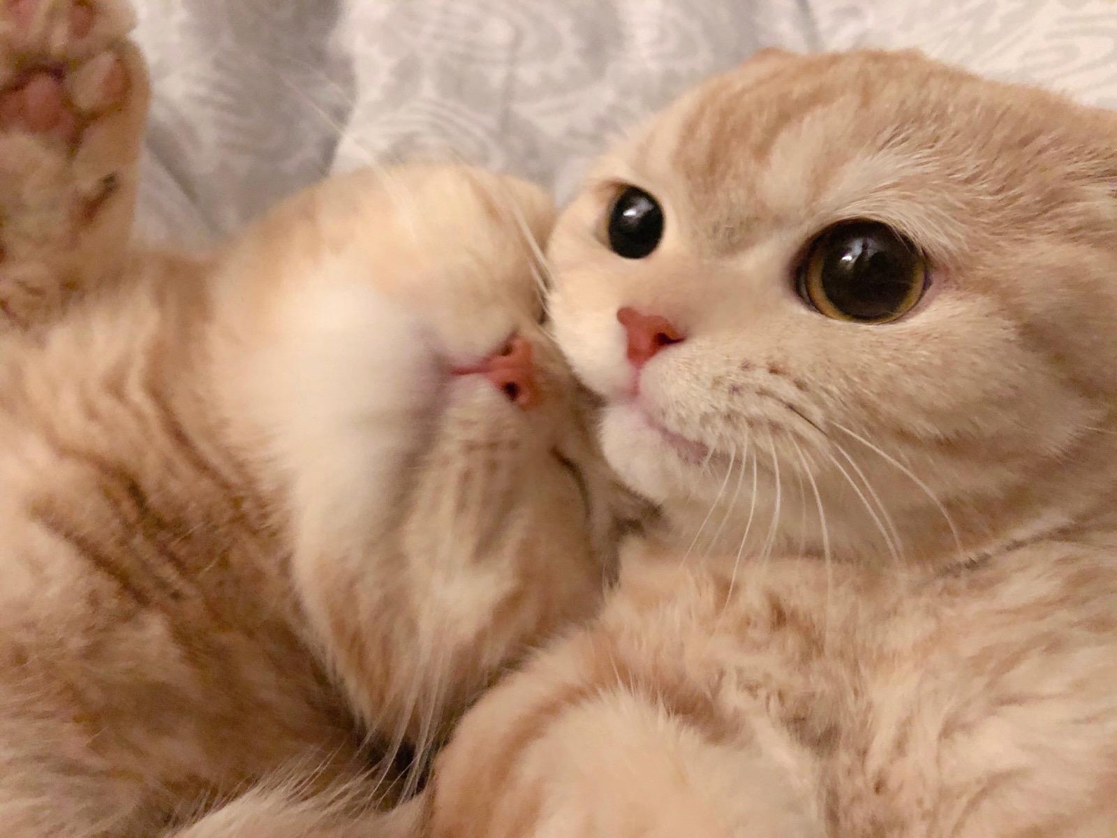 抱猫情侣头像怎么拍才能萌出血? 抱猫情侣头像怎么拍才能萌出血?