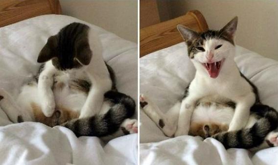 为什么你家猫咪突然半夜嚎叫？