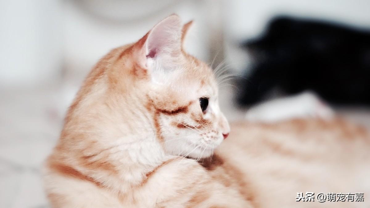 你家主子疫苗打对时间了吗？