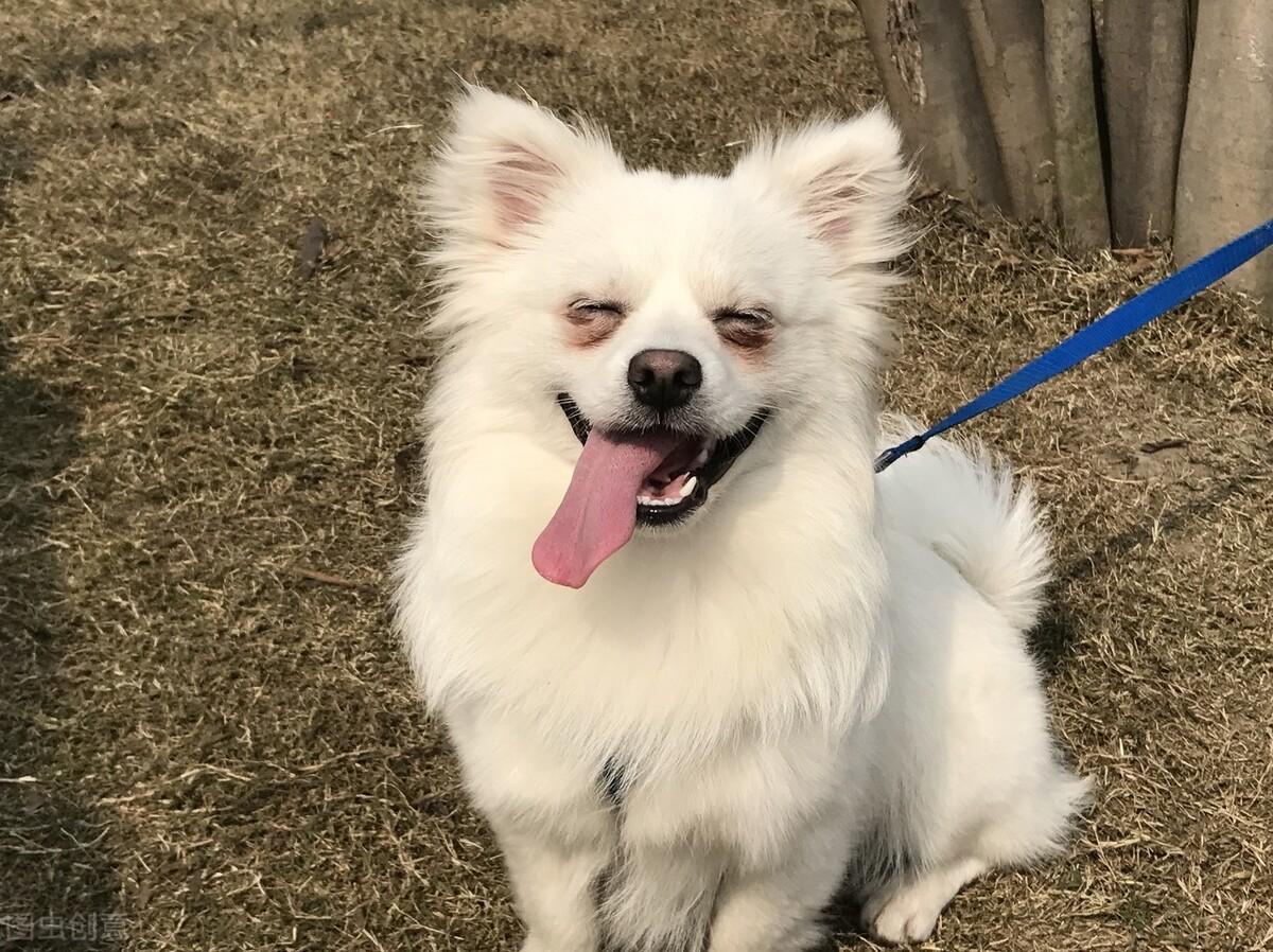 猫咪鼻子干还挂眼屎?新手铲屎官必看急救指南! 猫咪鼻子干还挂眼屎?新手铲屎官必看急救指南!