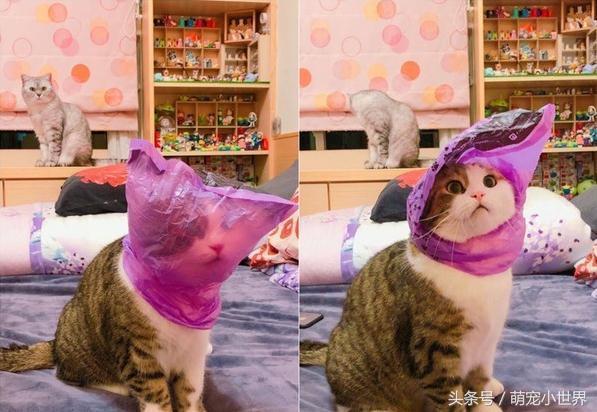 你家猫转圈圈真的是在卖萌吗？