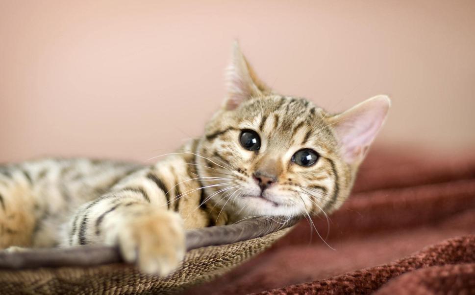 广州本田锋范报价：想买家用轿车怕踩坑？2024年真实成交价帮你省2万元