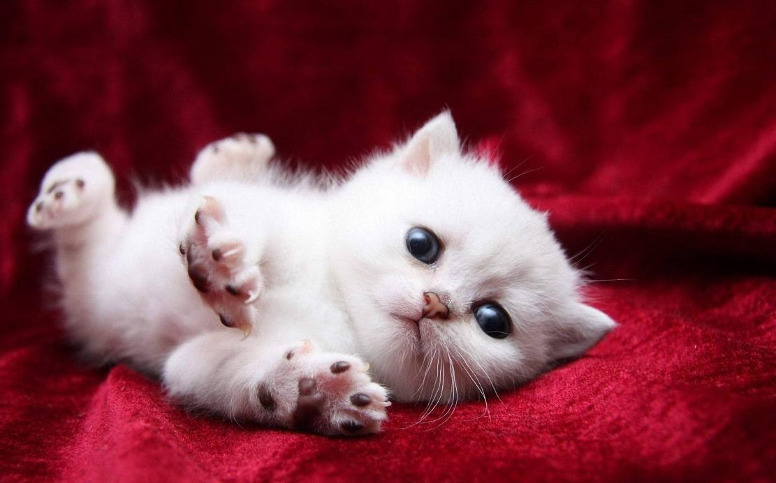 猫咪三个月驱一次虫真的够了吗？