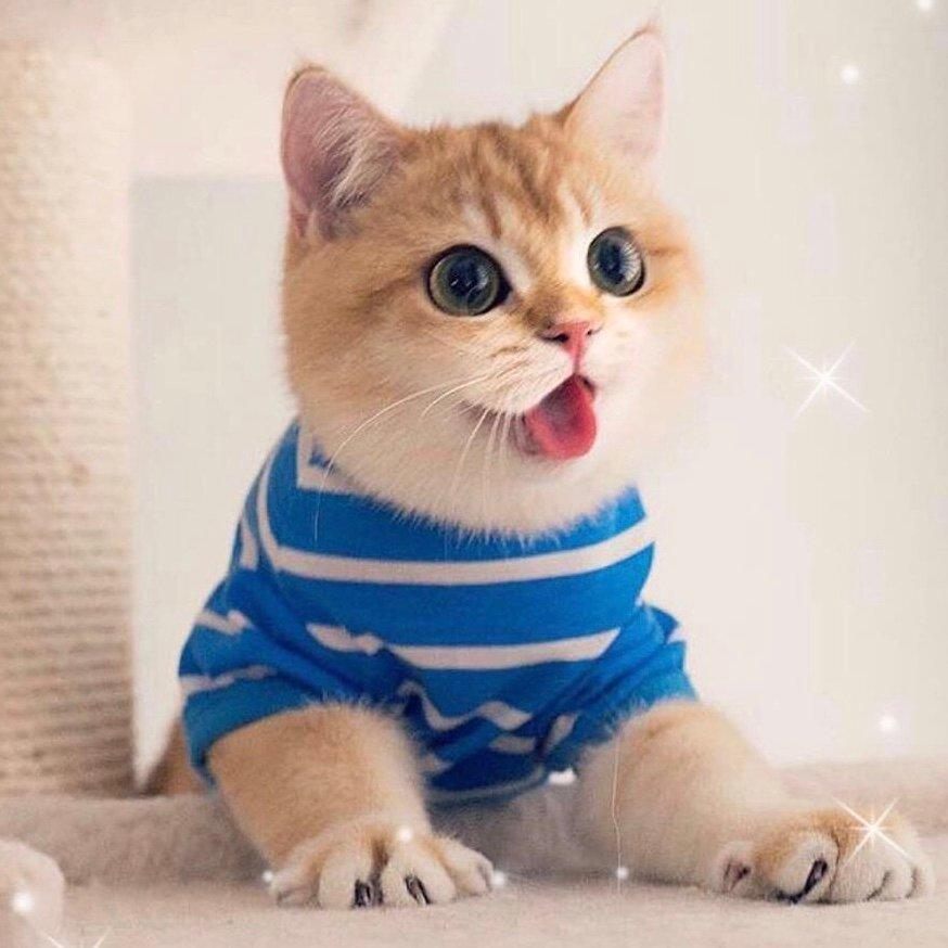 零基础怎么画出让人尖叫的呆萌小猫？