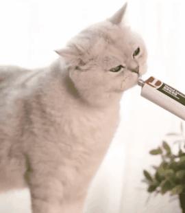 猫咪吐毛球到底有多可怕？新手铲屎官该慌吗？