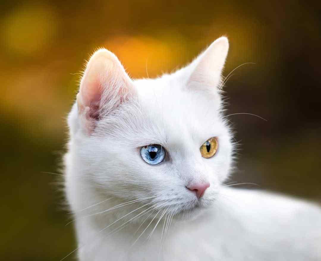 刚生完小猫的母猫能立刻洗澡吗？