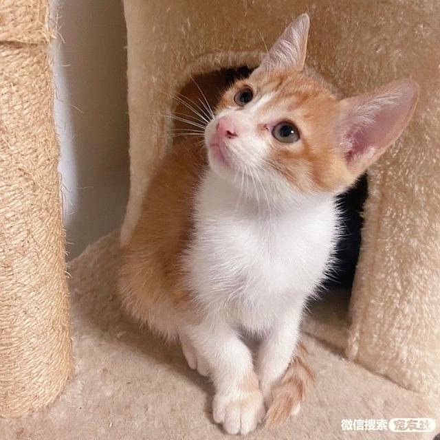 梦见自己飞檐走壁?2025年心理学解码:3步化解现实困境 梦见自己飞檐走壁?2025年心理学解码:3步化解现实困境