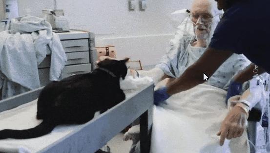 如何用橡皮泥捏出会卖萌的小猫咪？