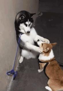 短腿猫到底有多难养？