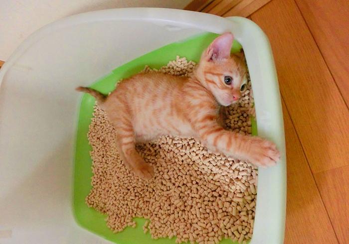 猫咪拉稀带血丝是滴虫感染吗？