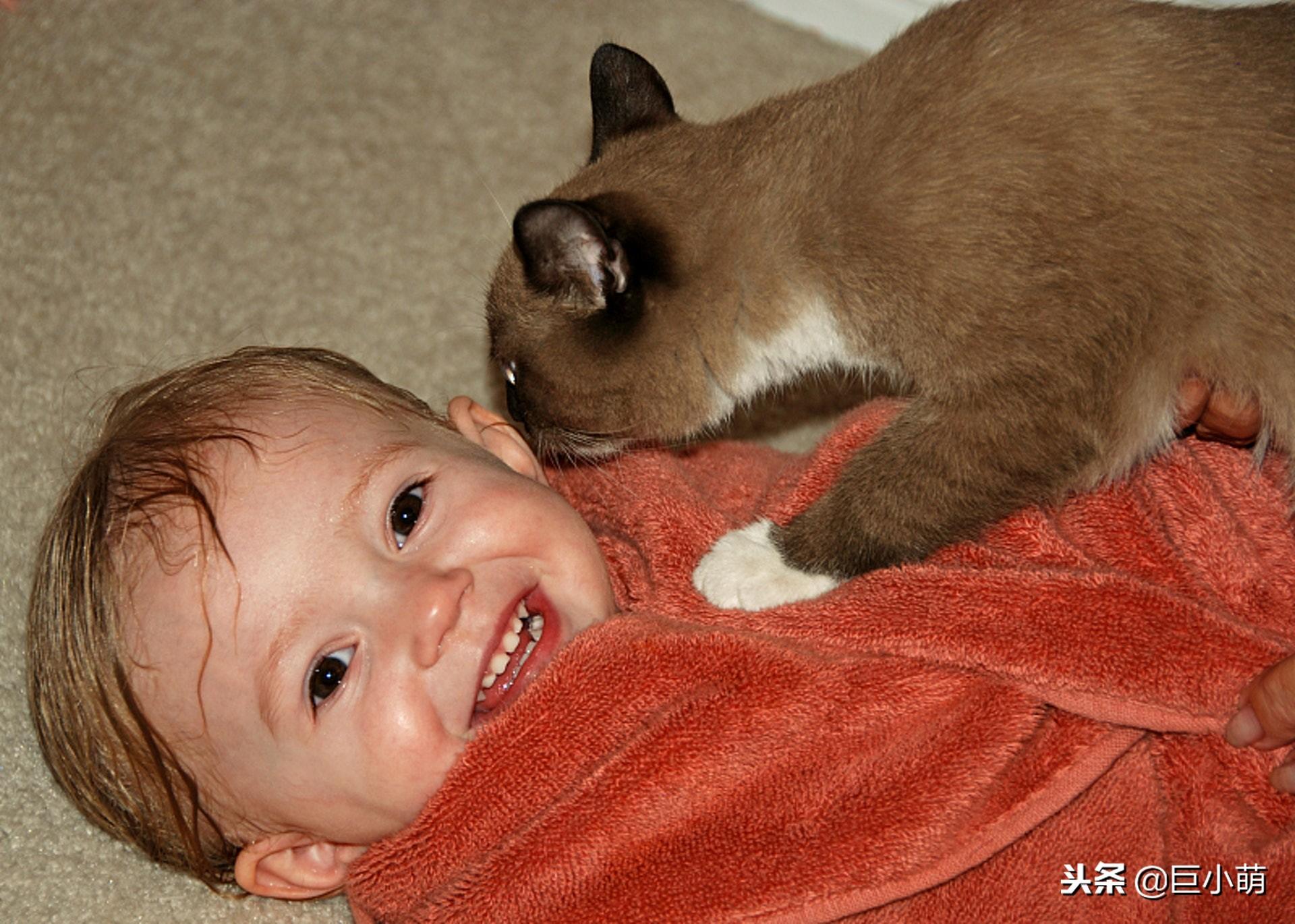 你家猫咪的祖先到底有多野？