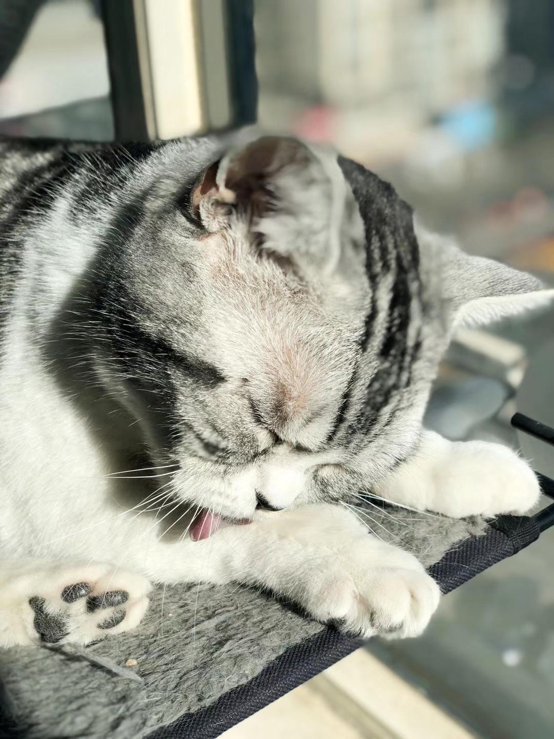 猫咪晒太阳真的越多越好吗？新手必看的避坑指南