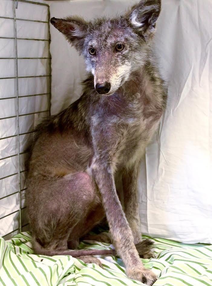 在加拿大生活却找不到组织？