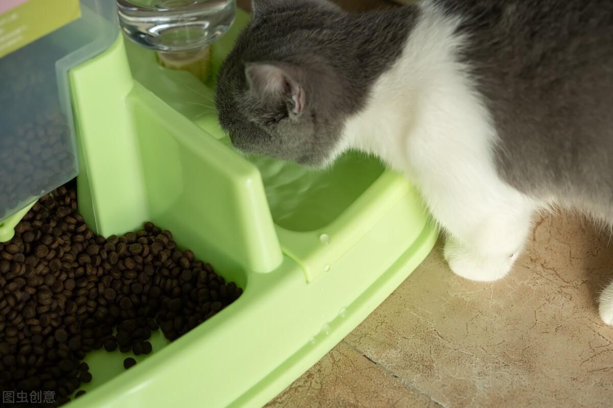 猫咪导尿后为啥还是尿不出？这6个细节你注意了吗？